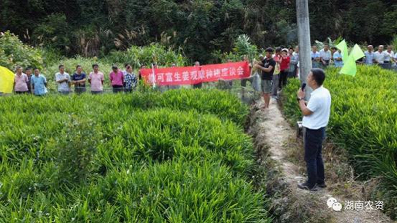 湖南惠多利舉辦撒可富生姜觀(guān)摩技術(shù)交流會(huì)